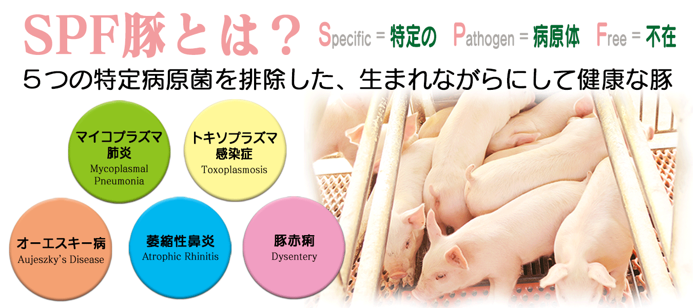 SPFポークについて